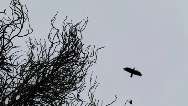 Утром 11 ноября в Самарской области объявлена угроза массовой атаки БПЛА