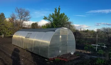 Воняет сигаретой, а действует как инсектицид: зачем дачники хвалят табачную пыль