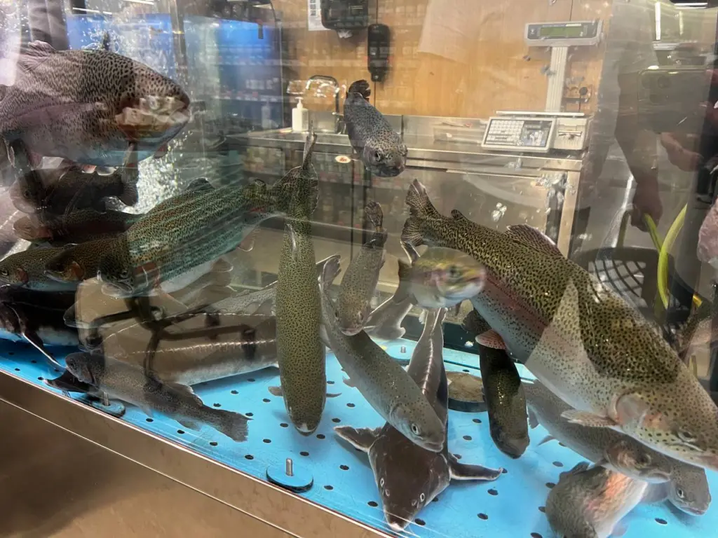 Взял красную рыбу в «Светофоре», чтобы засолить икру, а дома нашёл это