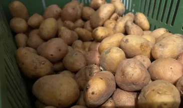 Плодоносят по два ведра с куста — самые лучшие сорта картошки: идеальны для пюре, запекания и жарки