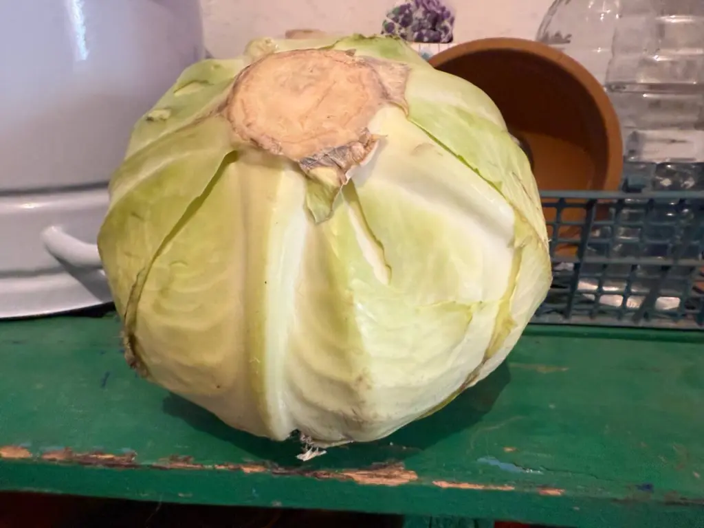 Капуста всю зиму будет свежей и хрустящей: где хранить ее в квартире, если нет подвала