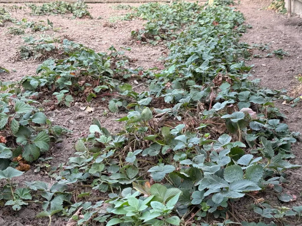 Дорога к богатому урожаю: календарь ухода за клубникой на весь сезон — собираем ведро с куста