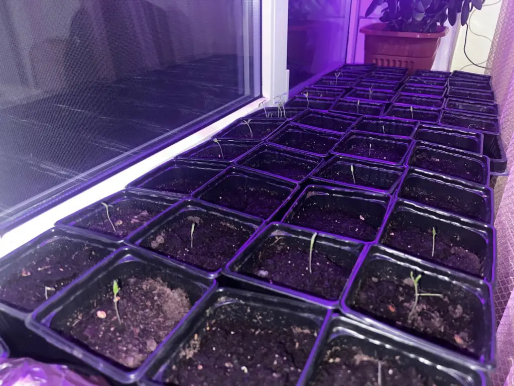 Огородники, вот 3 лучших перца для подоконника: Растут быстро, плодами заваливают