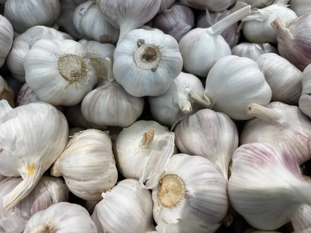 Чеснок остается свежим до нового урожая: использую любимый из 7 способов — храню в обычной квартире без погреба 