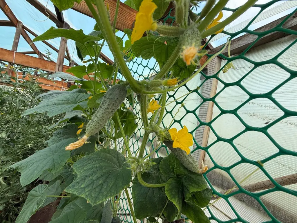 Мучнистая роса и вредители – не про них: этот сорт огурцов крепче стали – плодоносит 2 раза за сезон