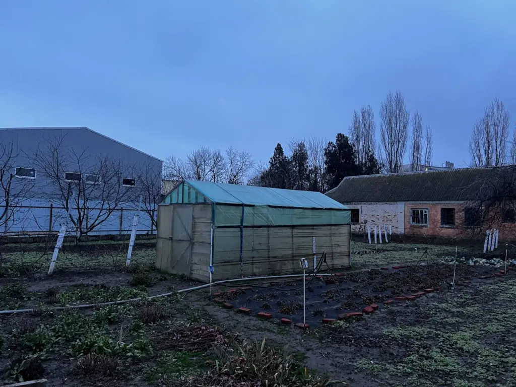 Швыронула горсть семян прямо на снег в конце ноября: весной получила мега-мягкую пуховую почву