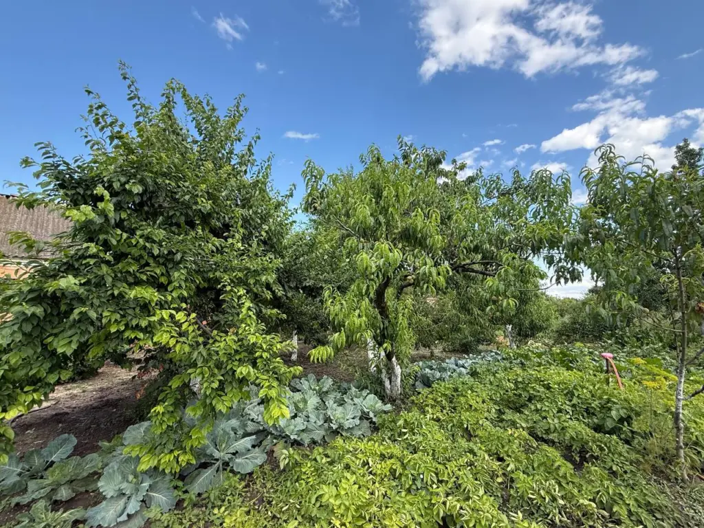 Один кухонный продукт делает побелку «несмываемой»: деревья на участке будут под мощной защитой круглый год