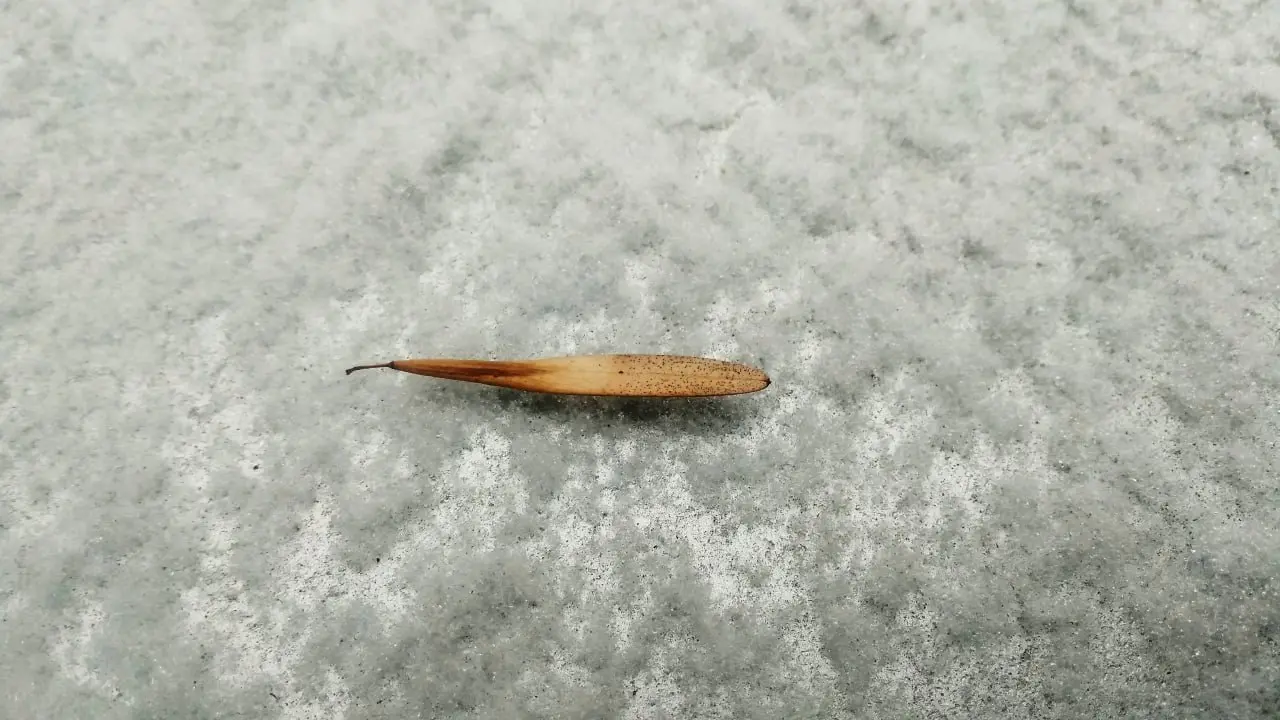 Фоторепортаж: скромный снег в конце ноября в старинной части Самары