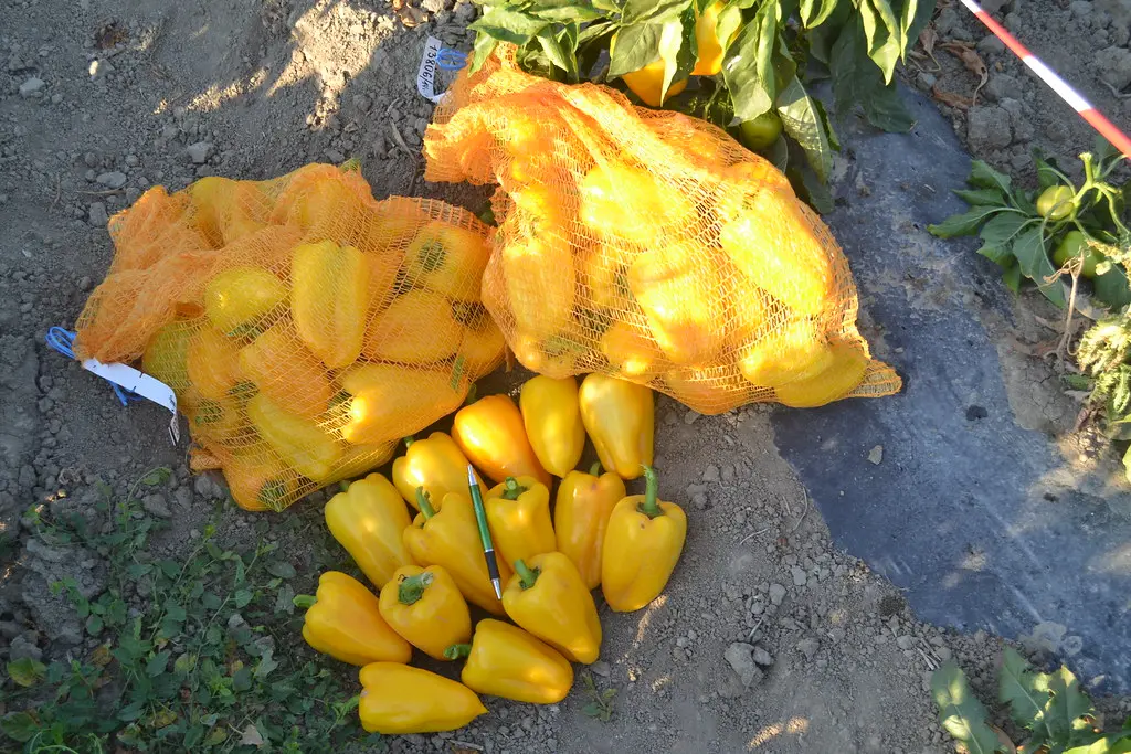 Перец сажаю только такой: он слаще, чем медовый сироп, стенки до 1 см толщиной, огромные плоды — до 450 г