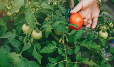 Посадил, и «сами растут»: эти томаты не боятся ни холода, ни стресса — дачники моментально скупают семена пачками