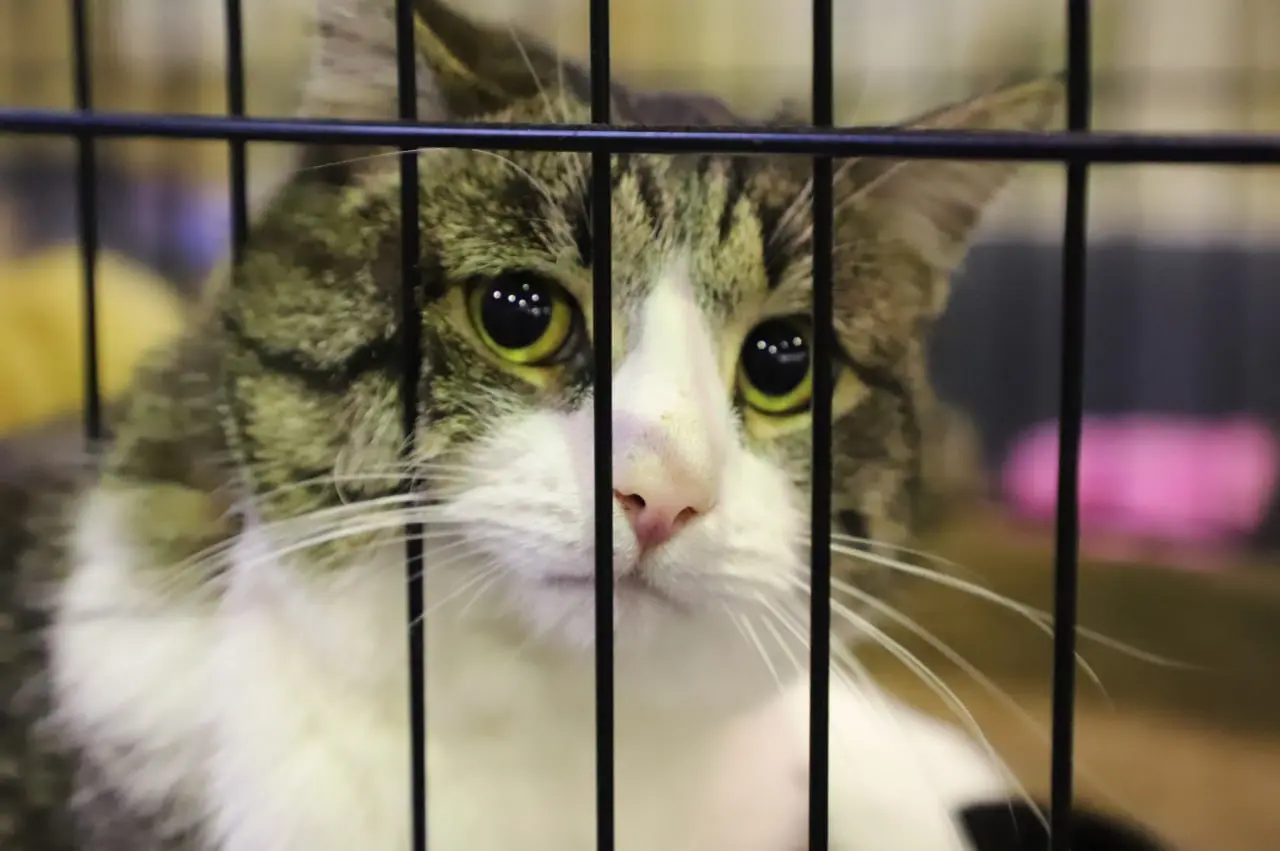 В сети появились фотографии питомцев из приютов, которых жители Самары могут взять к себе домой