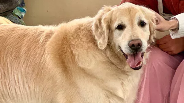 В Самарской области введут ограничения и учет домашних животных с 2026 года