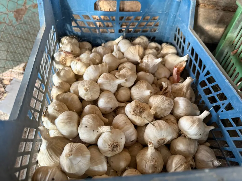 Я узнала простой лайфхак для дачников: как просто сохранить чеснок свежим до нового урожая