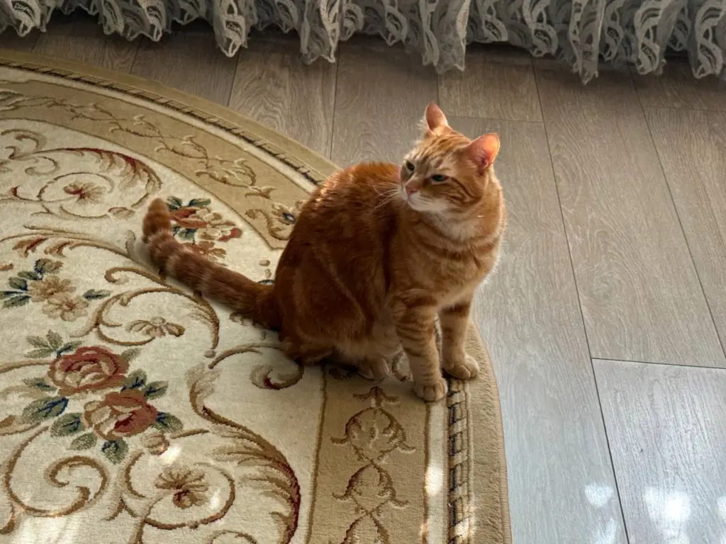 Эти пять кошачьих привычек нельзя пресекать: вы сильный рискуете здоровьем питомца