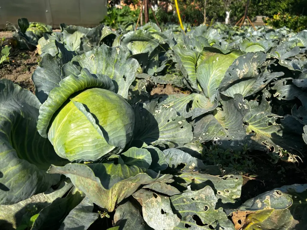 Не капуста, а находка: 3 сорта, которые покорили всех дачников — урожай смело умножайте на 3