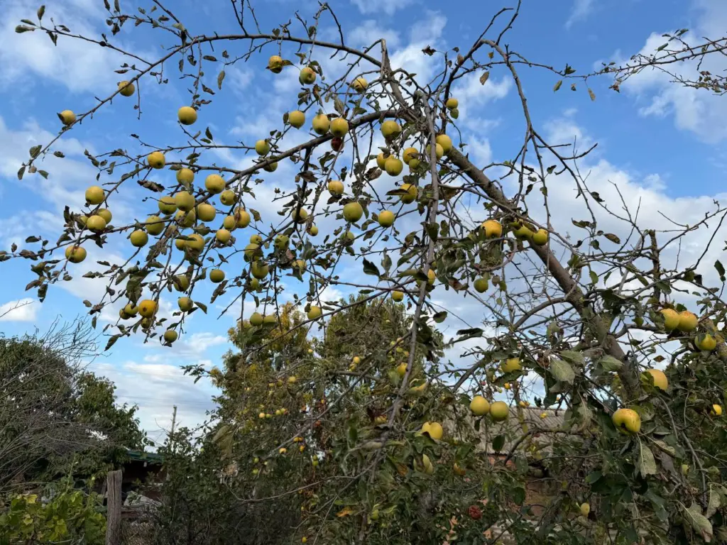 Обматываю яблони и груши фольгой в ноябре. Весной дерево чистое, цветёт и радует шикарным урожаем