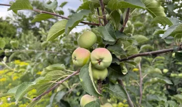 Подливаю под яблони в ноябре 2 ведра этого раствора. Урожай следующего года ошарашит соседей
