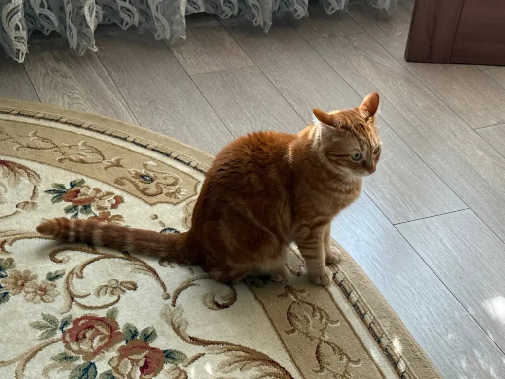 Кошачья любовь без слов: 7 признаков того, что кошка вас любит и считает самым важным человеком