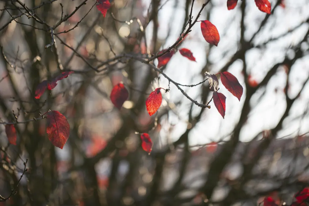10 литров для вишни и сливы осенью — и никакого монилиоза нет в помине: совет опытного дачника