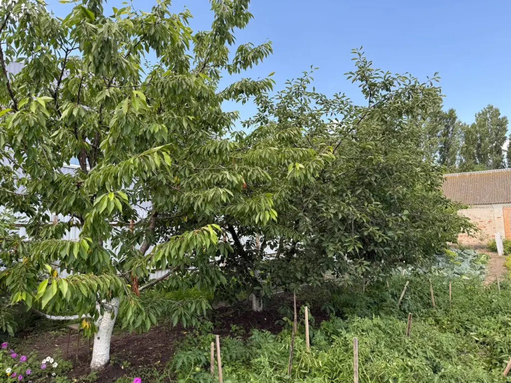 Мульчирование без триходермы опасно: основное правило которое нужно обязательно запомнить каждому дачнику