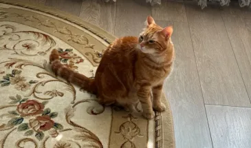 Людям старше 65 лет стоит быть осторожными рядом с кошками и вот почему: эксперты раскрыли причину