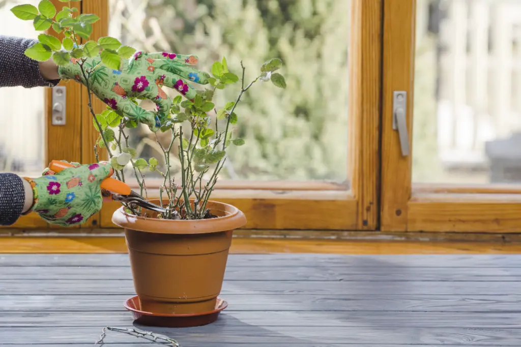 3 ложки на литр — и любой увядший цветок в доме оживёт, буйно расцветёт и покроется роскошными бутонами