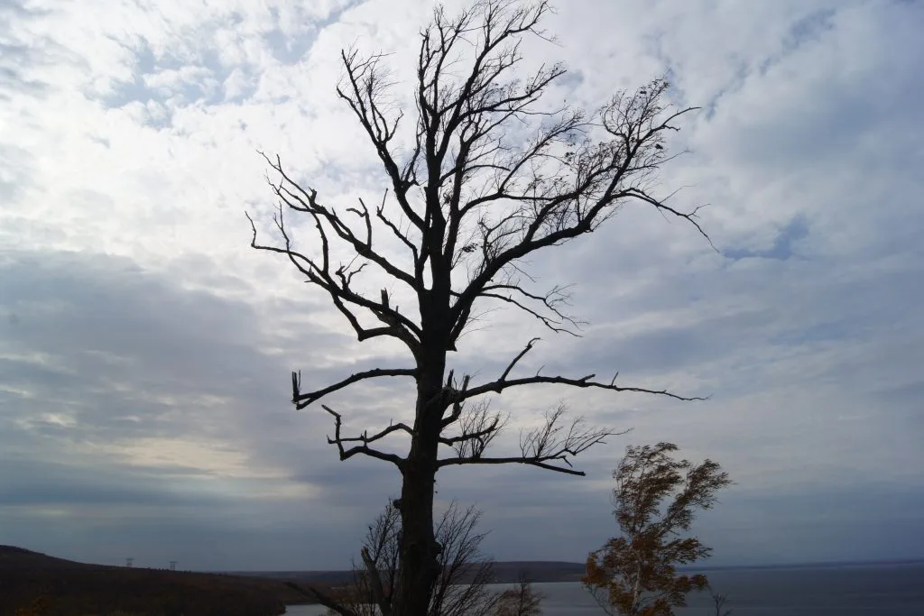 Самарскую область 22 ноября ждет опасная погода — ветер, гололед и туман