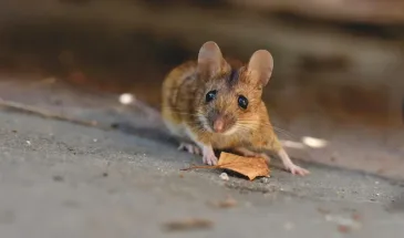 У нас от мышей защищаются ловушками и кошками, но грызунов полный дом — а у финнов такой проблемы нет. В чем их секрет