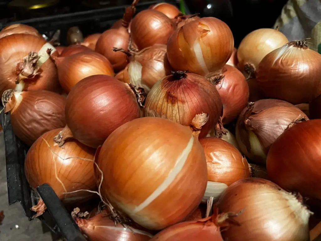 Теперь никакого гнилого лука: храню теперь только так — свежий урожай до весны