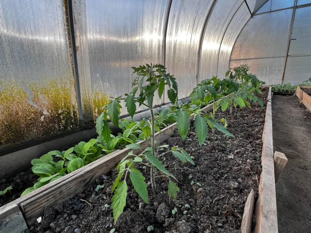 Благоприятные дни для посева помидоров в 2026 году: лунный календарь огородника