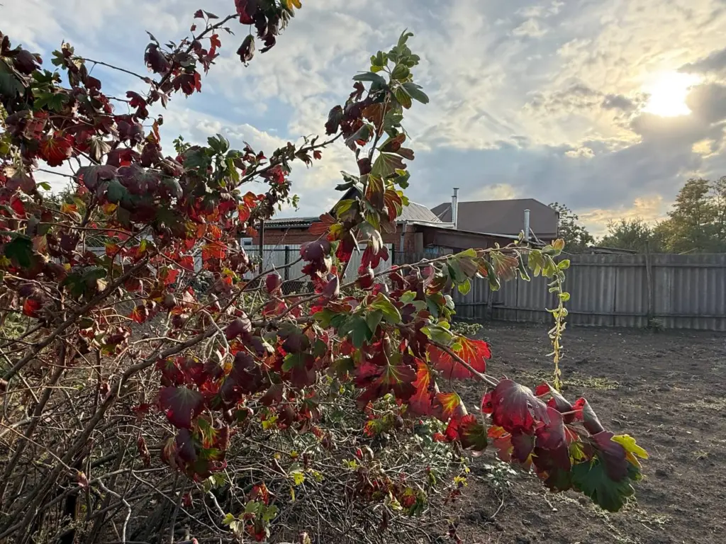 С секатором не подходить: растения, которые не надо обрезать перед зимой
