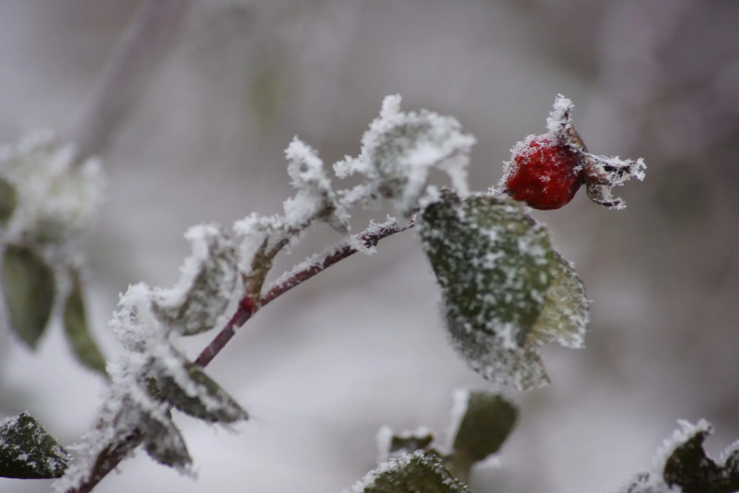 Стало известно, какая погода ждет жителей Самарской области в январе 2026 года Стало известно, какая погода ждет жителей Самарской области в январе 2026 года