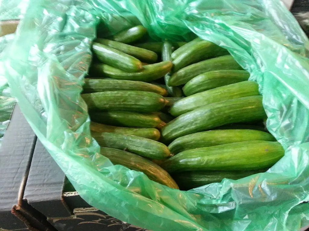 3 никакущих сорта огурцов — стоят дорого, урожай на любителя: поэтому никогда больше не посажу