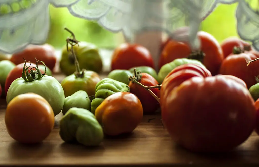 8 сортов томатов-разочарований: сибирская огородница рассказала, какие семена не стоит сажать