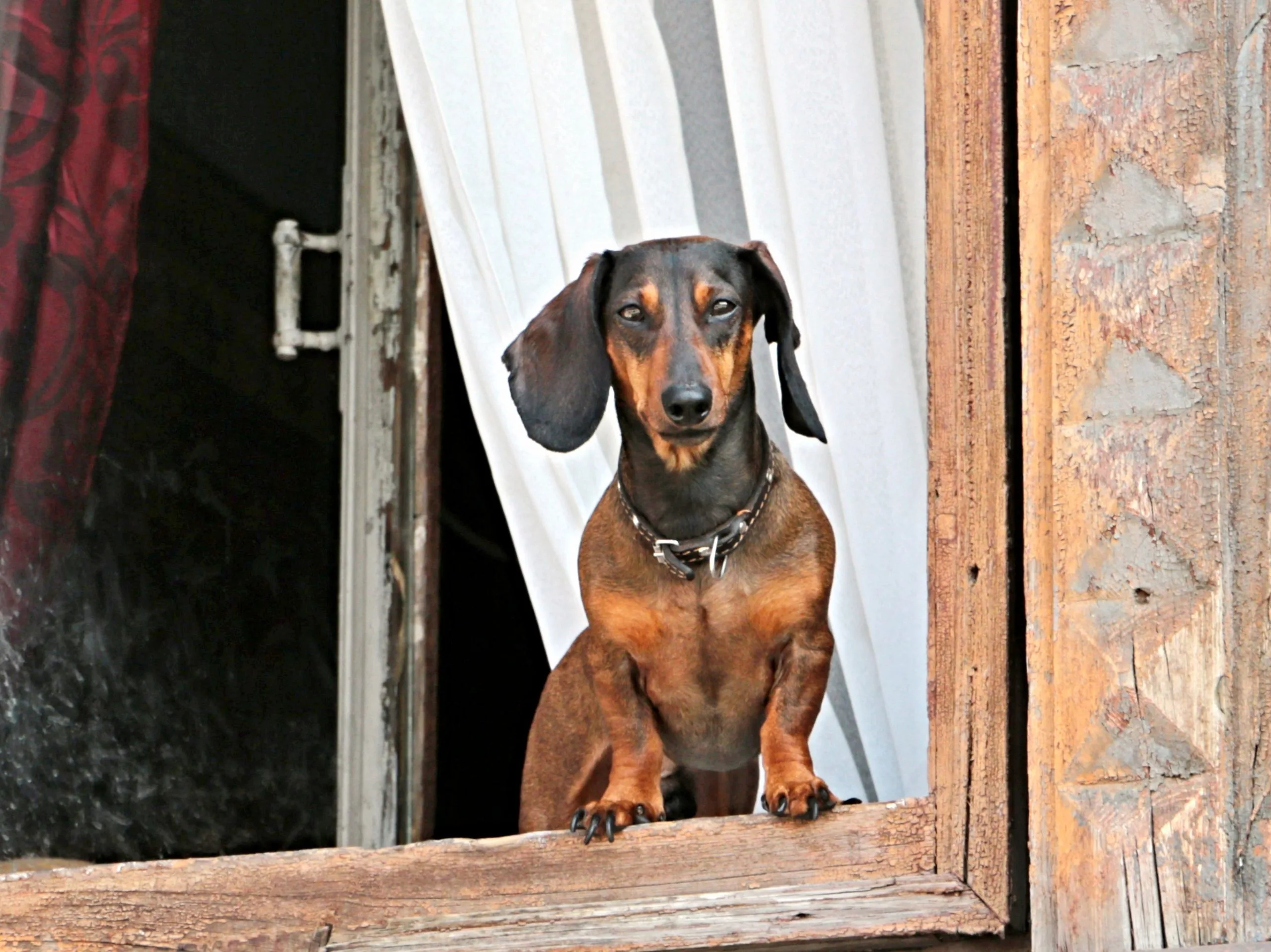 Компенсацию выплатят родителям покусанного собакой ребенка в Самарской области Компенсацию выплатят родителям покусанного собакой ребенка в Самарской области