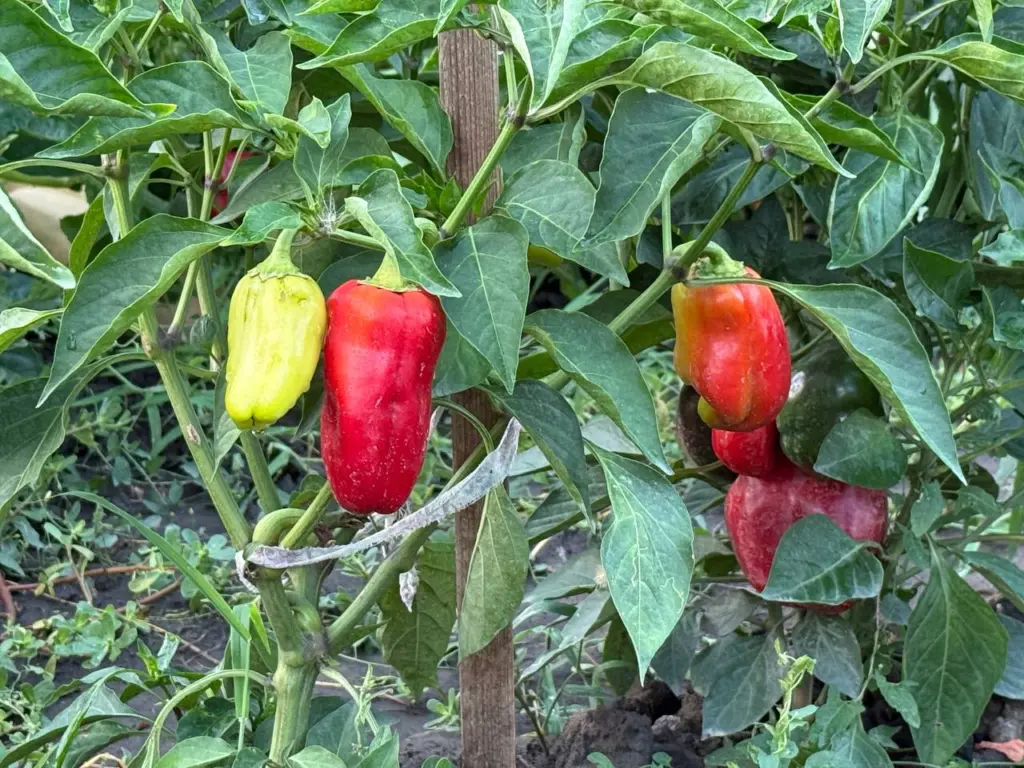 Перцы-мутанты до 800 г: самые огромные и урожайные — 3 самых удачных сорта