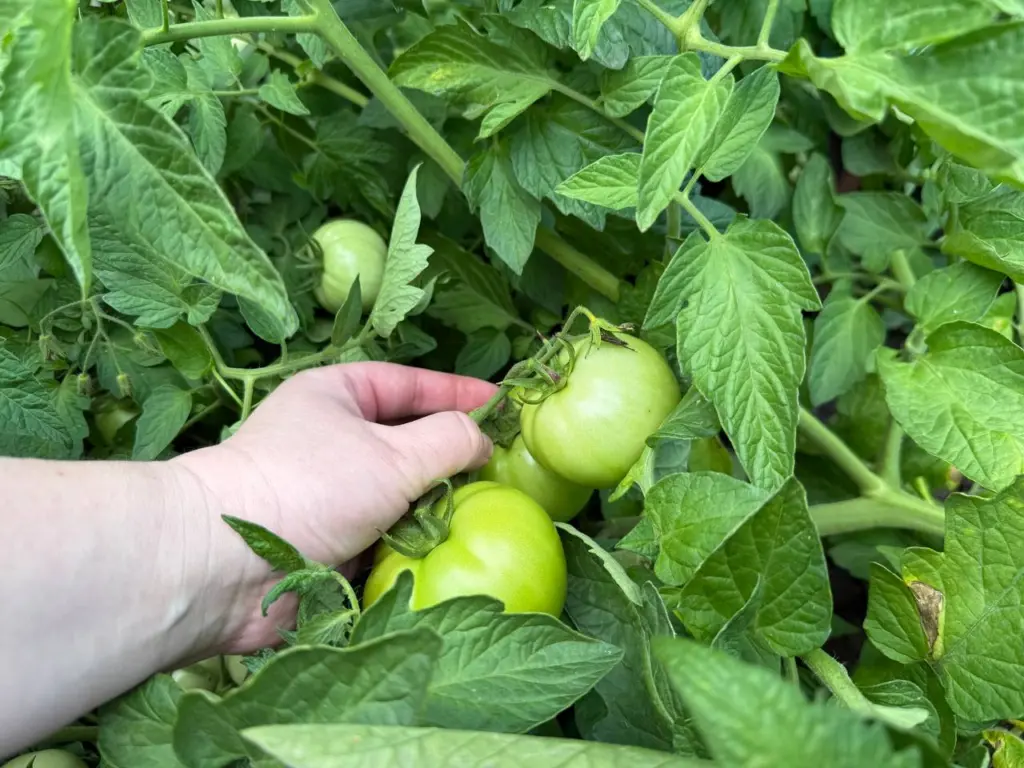 Огородники, беру в декабре мешок семян, в июле — уже тачка помидоров: почему зимняя покупка приносит самый щедрый урожай