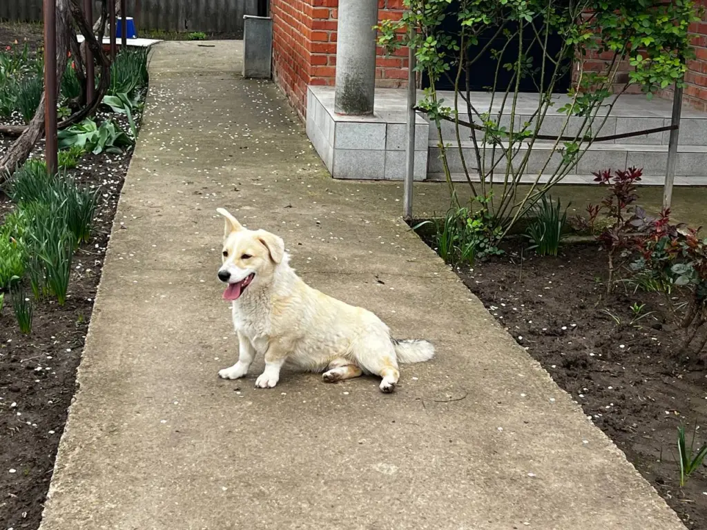 Как выбрать здоровую собаку: список из 5 очень важных пунктов от опытных ветеринаров