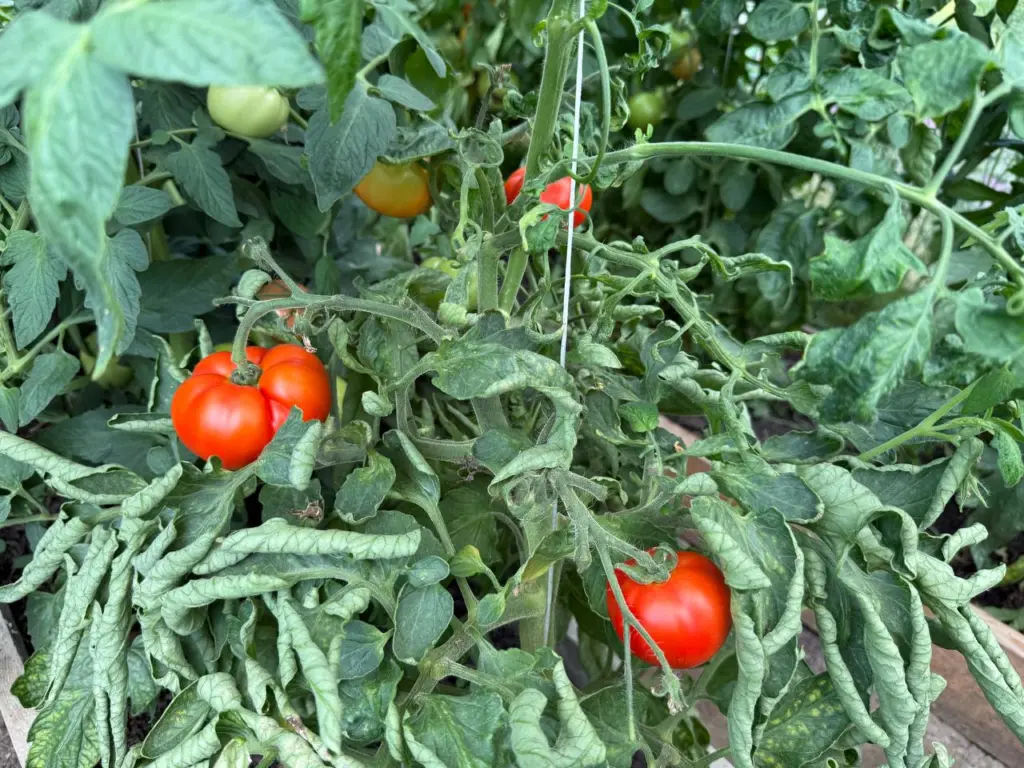 Не сорт, а бриллиант чистой воды: шпарит томаты по 500 гр. как заведенный – без всякого ухода