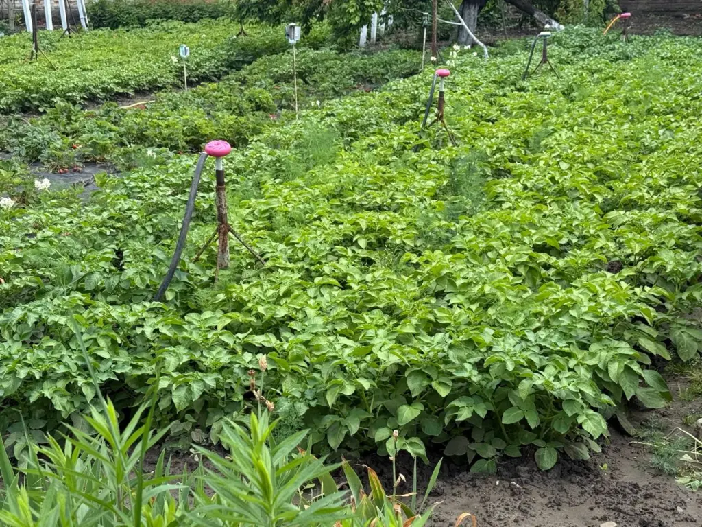 4 сорта картофеля, которые лучше избегать: вкус – «картон», а урожай – оставляет желать лучшего