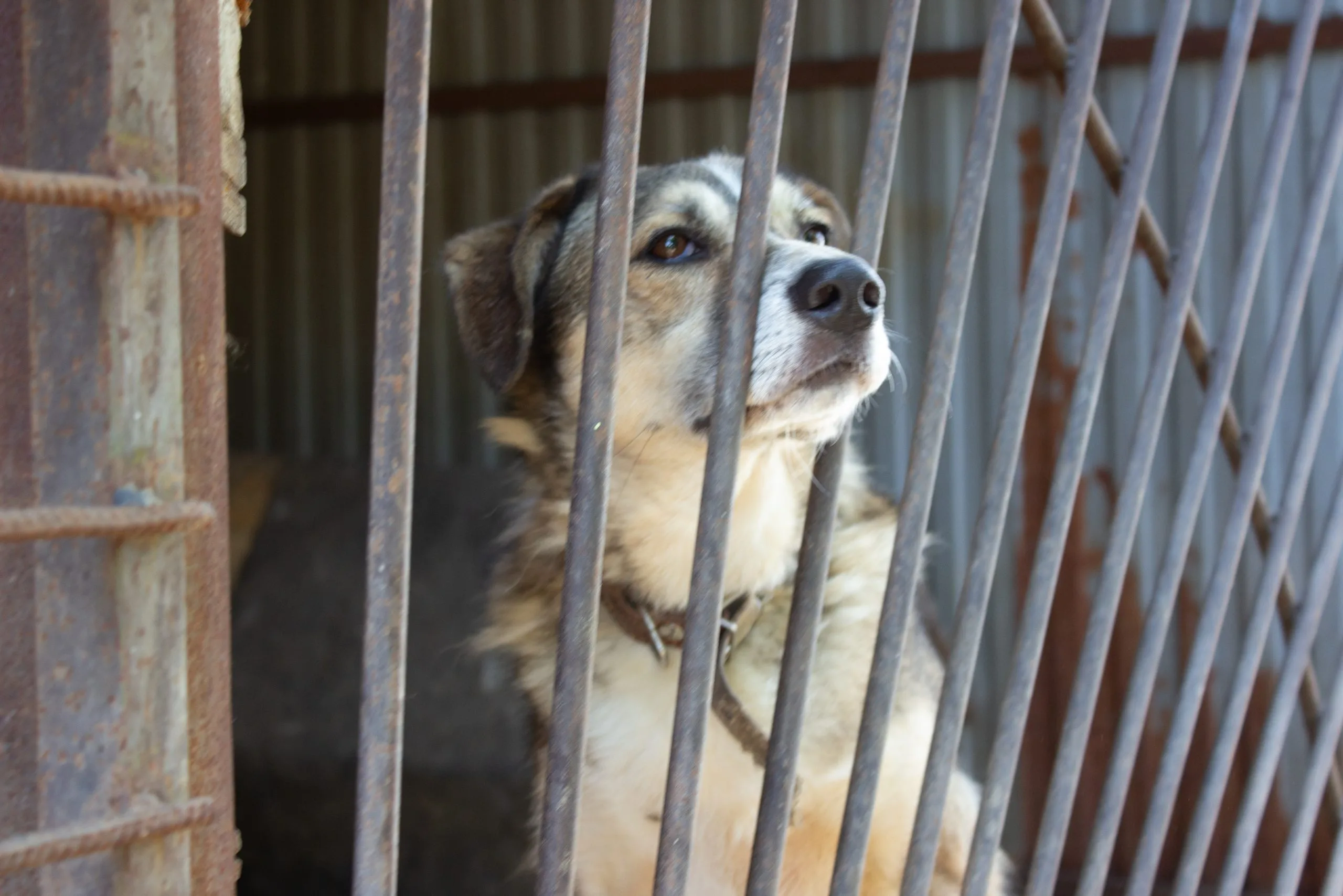 Самарский депутат нашел несостыковки в расценках на содержание бездомных животных Самарский депутат нашел несостыковки в расценках на содержание бездомных животных