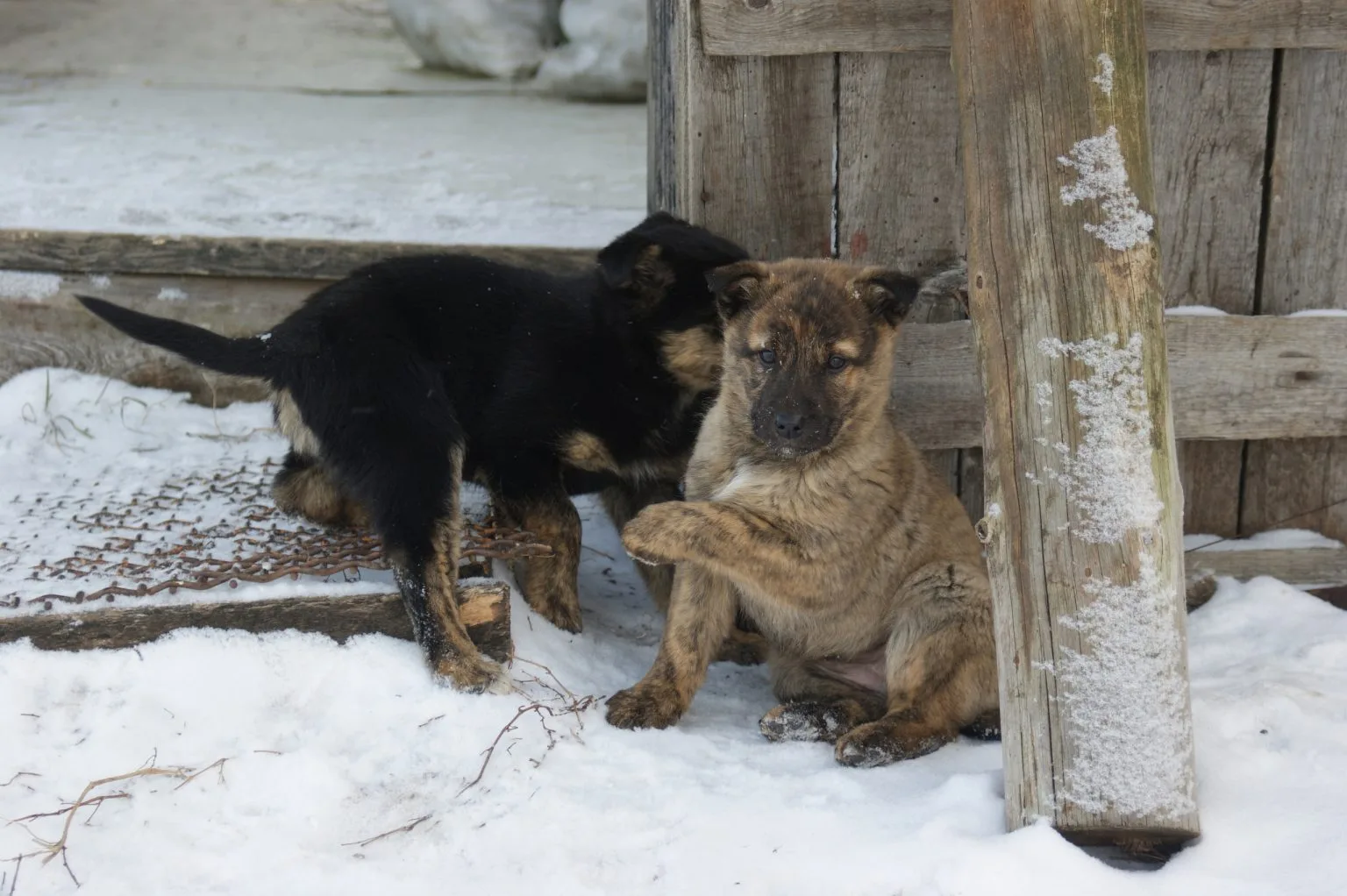 Директора фирмы по отлову собак в Самаре оштрафовали за беспорядок в приюте Директора фирмы по отлову собак в Самаре оштрафовали за беспорядок в приюте