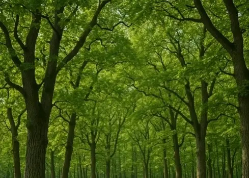 Самарский суд защитил памятник природы «Древостой дуба» от застройщиков Самарский суд защитил памятник природы «Древостой дуба» от застройщиков