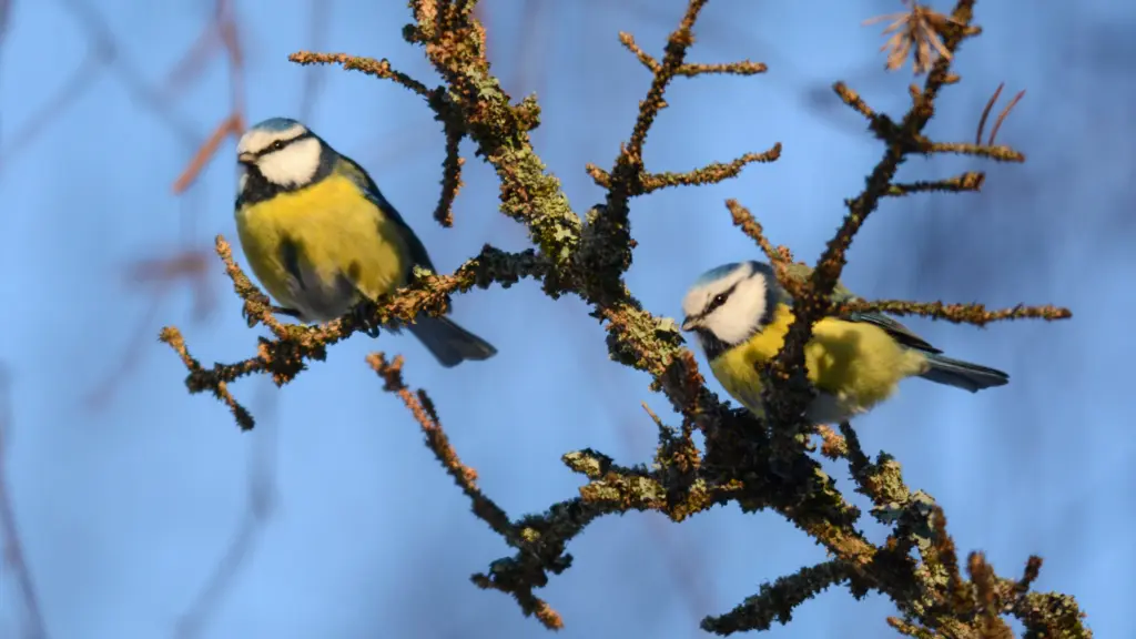 Вороны улетают, а синицы прилетают — и все из-за этого трюка: просто насыпаю в декабре, и кормушка работает как надо всю зиму