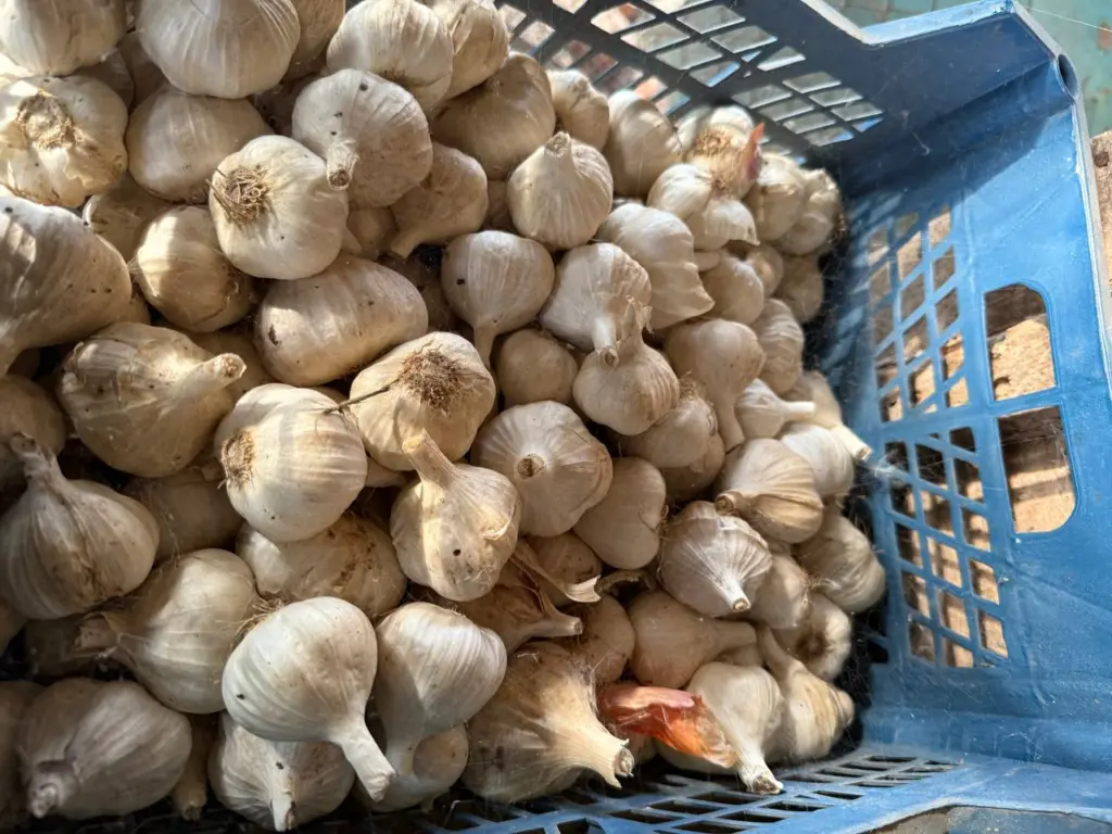 Чеснок сохраняю свежим целых 12 месяцев: в обычной квартире без погреба — не сохнет и не гниёт