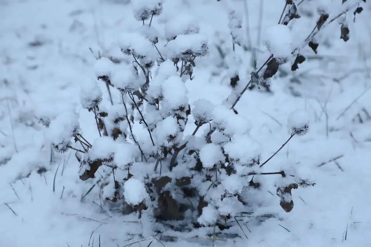 Фоторепортаж: в Самару 12 декабря пришел первый снег