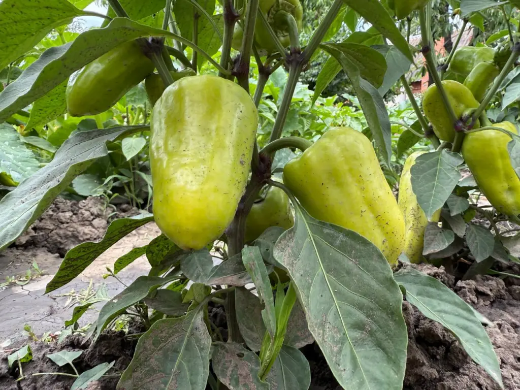 Перец слаще, чем стевия: стенки до 1 см толщиной, огромные плоды — до 450 г