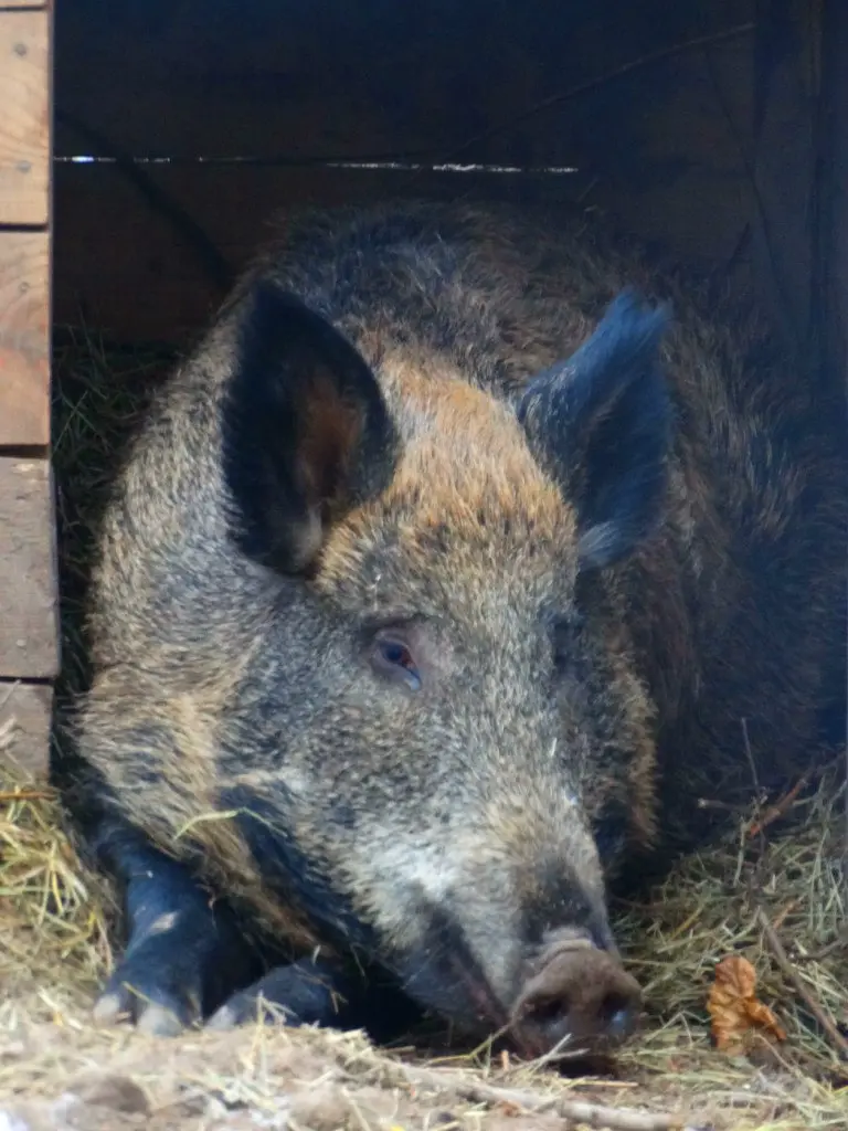 Свинка Нюша и хищный птица Коко Шанель: кто обитает в центре реабилитации для диких животных в Самарской области