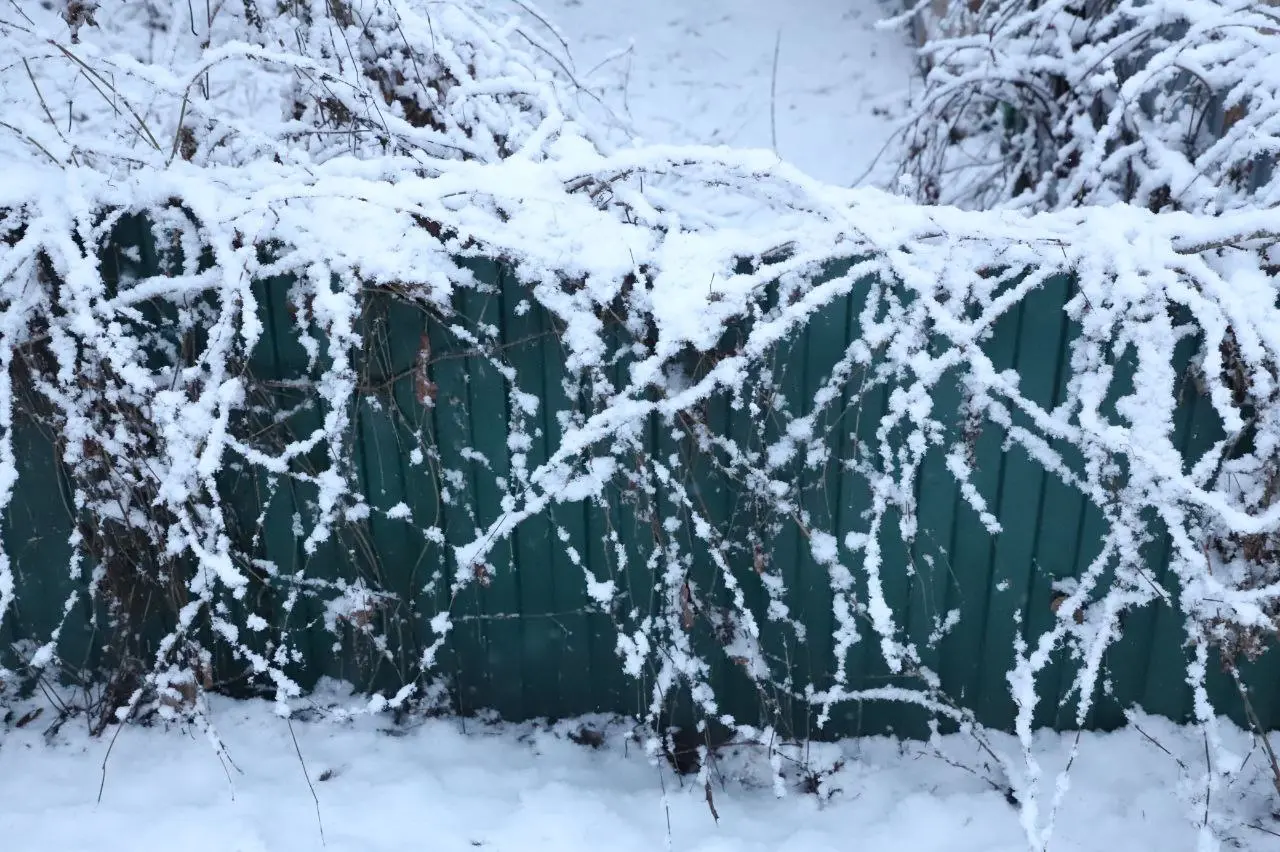 Фоторепортаж: в Самару 12 декабря пришел первый снег