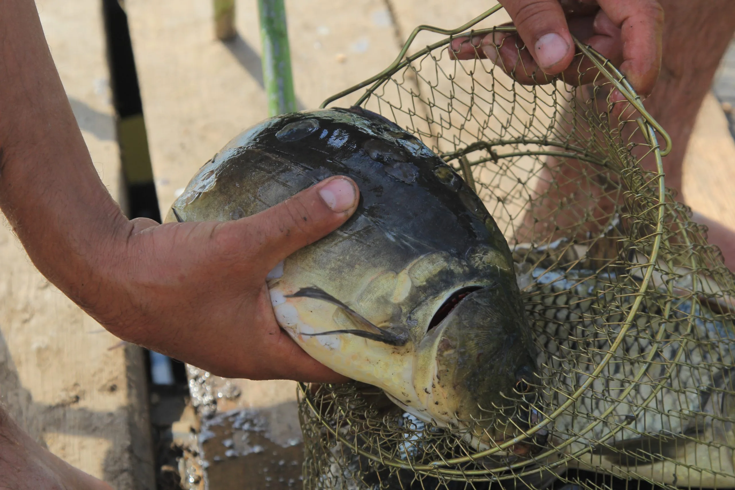 Самарский рыбинспектор забил холодильник 2,5 тоннами краснокнижной рыбы